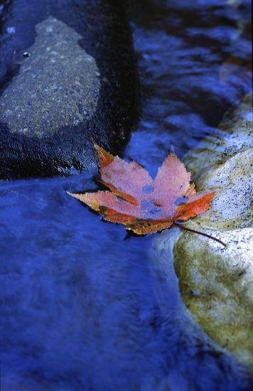 Plants;Botanical;Leaf;Leaves;Vegetation;Foliage;Veins;Compound;Leaflet;Pool-of-W
